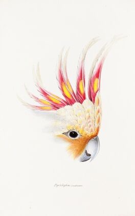 A synopsis of the birds of Australia, and the adjacent Islands Pl.65