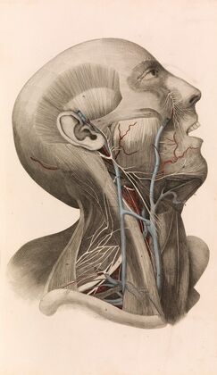 A System of Anatomical Plates of the Human Body, vol. 2 (1822–26)