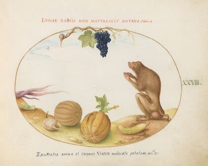 A ‘Tartarine’ (Barbary Macaque) with Fruit and a Snail (1575-1590)