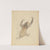 A Three-fingered Sloth by James Sowerby