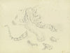 A tiger