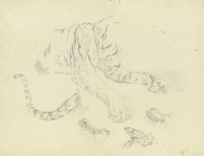 A tiger