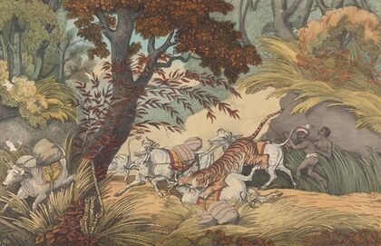A Tiger Seizing a Bullock in a Pass (ca. 1830)
