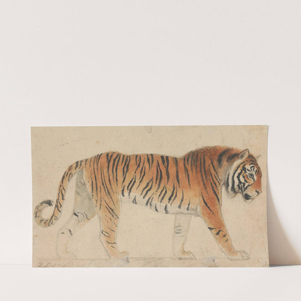 A Tiger by Thomas Stothard