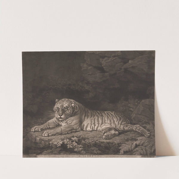 A Tigress (1773) by George Stubbs