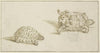 A tortoise seen from above and from below, and the head of a cat
