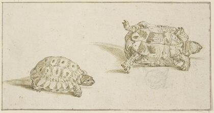 A tortoise seen from above and from below, and the head of a cat