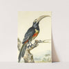A Toucan (Pteroglossus Aracari) On A Branch by Aert Schouman