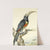 A Toucan (Pteroglossus Aracari) On A Branch by Aert Schouman