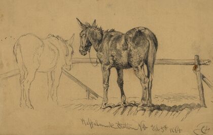A tough customer. Army mule