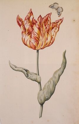 A Tulip With A Butterfly