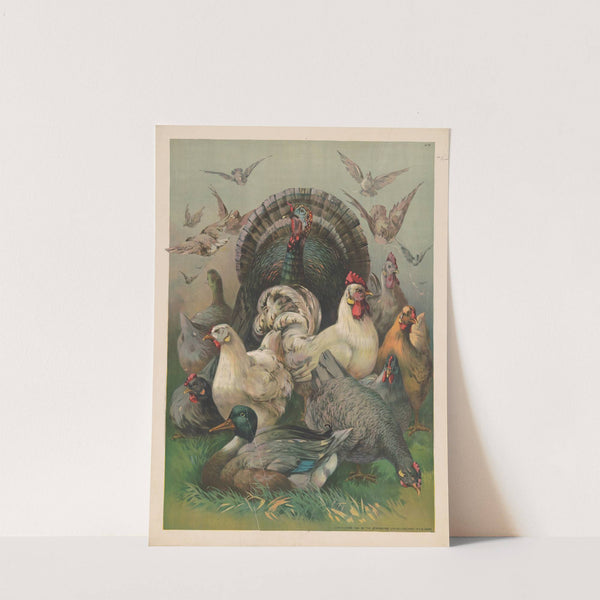 A turkey placed in the center of the image with chickens in front and a mallard duck sitting in front of the chickens (1891) by Strobridge & Co. Lith
