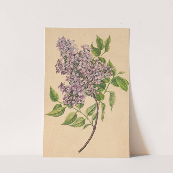 A twig of lilac by Henryka Beyer