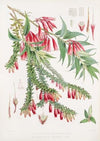 A. Vaccinium Salignum, H.f. et T. ; B. Vaccinium Serpens, H.f. et T. (1855)