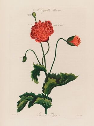 A Vegetable Monster. Garden Poppy (1799–1810)