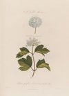 A Vegetable Monster. Spiraea opulifolia ; or Currant-leaved Gelder Rose (1799–1810)