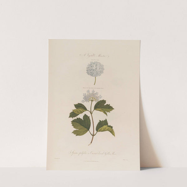 A Vegetable Monster. Spiraea opulifolia ; or Currant-leaved Gelder Rose (1799–1810) by Robert John Thornton
