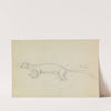 A Weasel. by James Sowerby