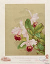 A whitehouse orchid (1892)