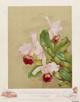A whitehouse orchid (1892)