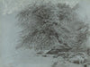 A Wild Beech in Full Leaf