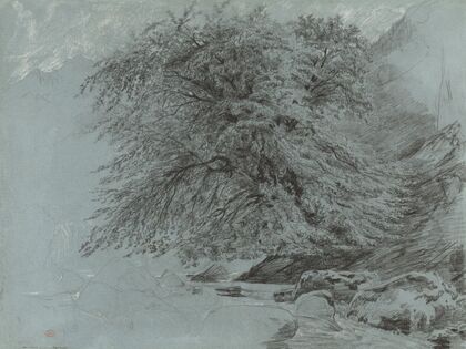 A Wild Beech in Full Leaf