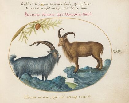 A Wild Goat and a Barbary Sheep (1575-1590)