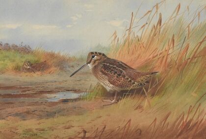 A Woodcock (1917)