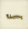A yellow caterpillar