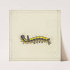 A yellow caterpillar by Herman Henstenburgh
