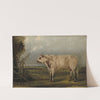 A Young Bull (c. 1849) by John Woodhouse Audubon