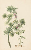 Aaronskelk (Genista aethiopica)