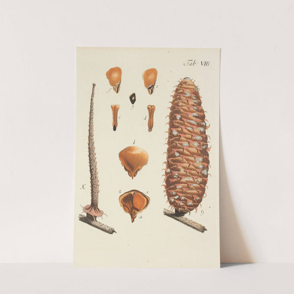 Abbildung der wilden Bäume, Stauden und Buschgewächse Pl.008 by Carl Christoph Oelhafen von Schöllenbach