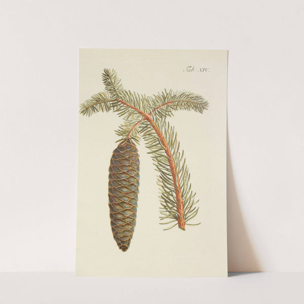 Abbildung der wilden Bäume, Stauden und Buschgewächse Pl.014 by Carl Christoph Oelhafen von Schöllenbach