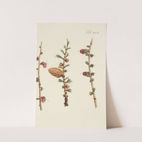 Abbildung der wilden Bäume, Stauden und Buschgewächse Pl.017 by Carl Christoph Oelhafen von Schöllenbach