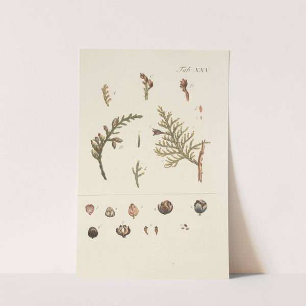 Abbildung der wilden Bäume, Stauden und Buschgewächse Pl.025 by Carl Christoph Oelhafen von Schöllenbach