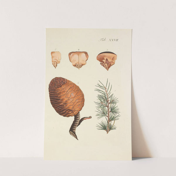 Abbildung der wilden Bäume, Stauden und Buschgewächse Pl.027 by Carl Christoph Oelhafen von Schöllenbach