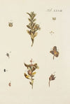 Abbildung der wilden Bäume, Stauden und Buschgewächse Pl.028