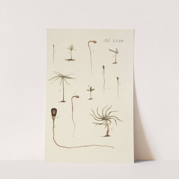 Abbildung der wilden Bäume, Stauden und Buschgewächse Pl.034 by Carl Christoph Oelhafen von Schöllenbach