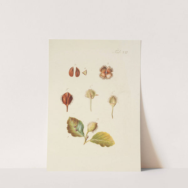 Abbildung der wilden Bäume, Stauden und Buschgewächse Pl.041 by Carl Christoph Oelhafen von Schöllenbach