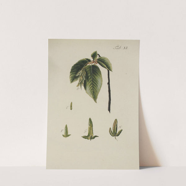 Abbildung der wilden Bäume, Stauden und Buschgewächse Pl.045 by Carl Christoph Oelhafen von Schöllenbach