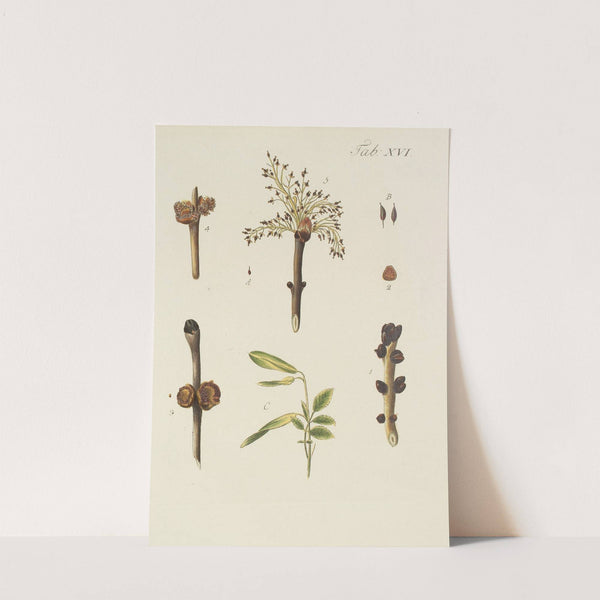 Abbildung der wilden Bäume, Stauden und Buschgewächse Pl.050 by Carl Christoph Oelhafen von Schöllenbach