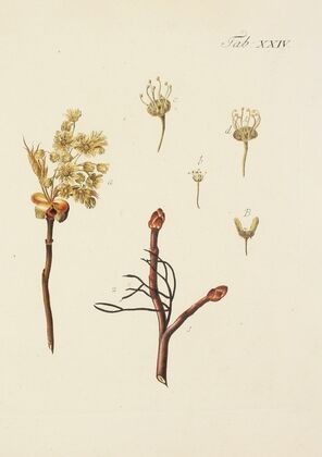 Abbildung der wilden Bäume, Stauden und Buschgewächse Pl.058