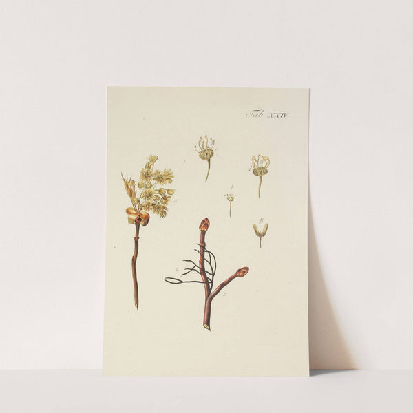 Abbildung der wilden Bäume, Stauden und Buschgewächse Pl.058 by Carl Christoph Oelhafen von Schöllenbach