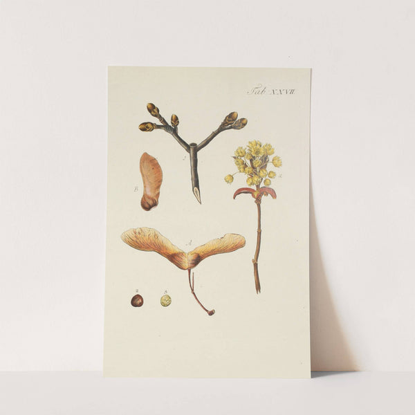 Abbildung der wilden Bäume, Stauden und Buschgewächse Pl.061 by Carl Christoph Oelhafen von Schöllenbach