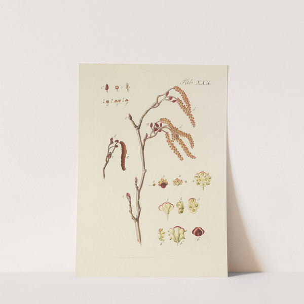 Abbildung der wilden Bäume, Stauden und Buschgewächse Pl.064 by Carl Christoph Oelhafen von Schöllenbach