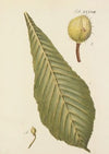 Abbildung der wilden Bäume, Stauden und Buschgewächse Pl.073