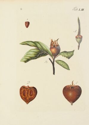 Abbildung der wilden Bäume, Stauden und Buschgewächse Pl.088