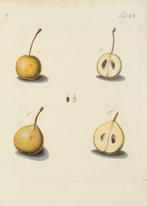 Abbildung der wilden Bäume, Stauden und Buschgewächse Pl.090