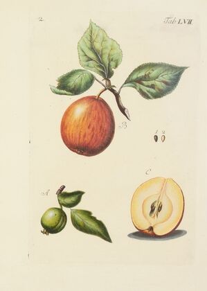 Abbildung der wilden Bäume, Stauden und Buschgewächse Pl.092